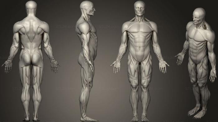 Анатомия скелеты и черепа (Человеческие мышцы, ANTM_0715) 3D модель для ЧПУ станка